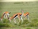 Thompsons Gazelles